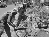 Ban on tree felling hits work on Parwanoo-Solan stretch