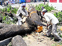 Rs 10 lakh fine on land owners for felling 477 trees in Shimla