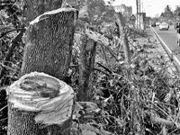 Lax law aids tree felling in Dharamsala