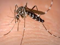 Dengue cases on the rise in city