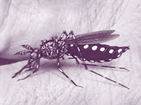Dengue threat looms large over tony areas