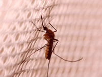 Suspected dengue death worries health officials