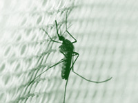 Dengue claims 1 more on fringes