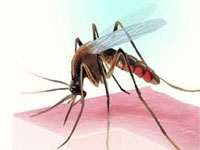 Dengue beats rains in race  
