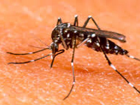 55 test positive for dengue on single day