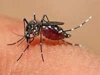 Chikungunya lays 179 low in Pune