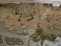 Mosquito threat breeds in monsoon pools