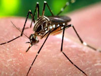 In a week, 284 dengue cases in Delhi