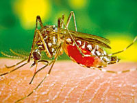 Health dept alert on chikungunya, dengue outbreak