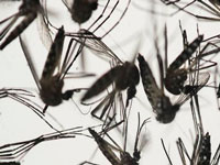 Dengue stings PGI docs; 11 test positive