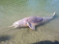 First unified survey of Ganga dolphin soon