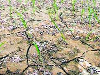 Maharashtra plans to bring 2.18 lakh hectares under irrigation in 14 suicide-prone dists