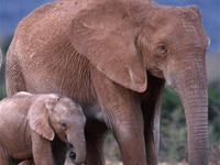 African elephants 'suffer worst decline in 25 years'