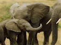 Elephant census to map new migration patterns