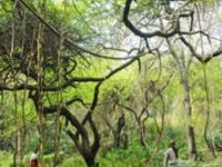 Locals claim Ridge trees cut in plantation drive 