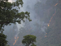 Forest fires trigger respiratory ailments among villagers living near jungles