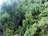 Civic agencies, DDA to conduct tree census