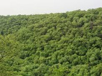 NGT directs forest dept to map pvt forest in Pilerne  