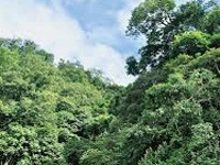 State to get say on forest issues along international border: Min