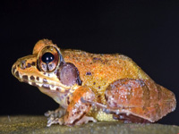 City scientists find new frog species near Amboli