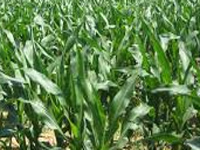 Experts deliberate on genetically modified crops