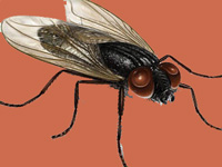 House fly genome could help protect environment