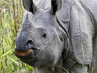 S. Africa: record number of rhinos killed in 2014