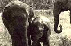 Protecting elephants