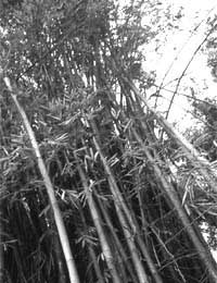 Bamboo shock 