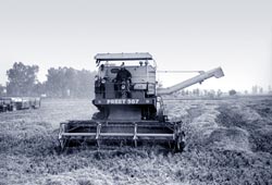 New crop scheme for Punjab farmers