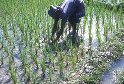 Parched ricefields emit less methane