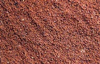 Ragi is back   but only as exotica