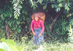 Nepal squeezes forest users