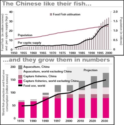 Will China challenge world fish stocks?