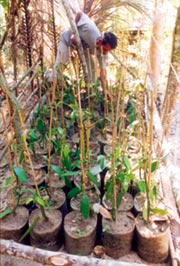 Kerala farmers grow vanilla for profit