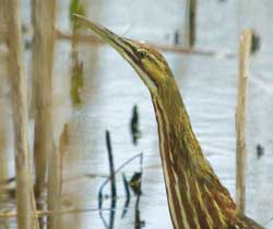 Climate change causes species to change habitats