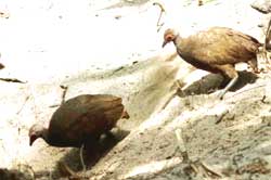 Nicobar megapode in serious trouble, faces extinction