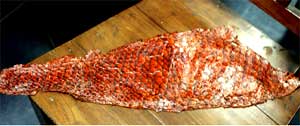 Young scientists in Kolkata make leather out of fish skin