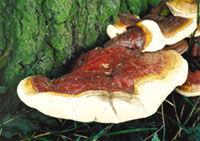Mushrooms shield body from radiation