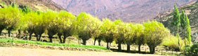 Cloning revives Himachal willows
