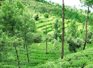 Uttaranchal farmers upset at upcoming tea estates