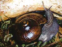 Snail dies in captivity in New Zealand
