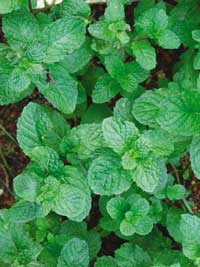 Mint relieves pain, acts as food preservative