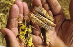 Locust infestation