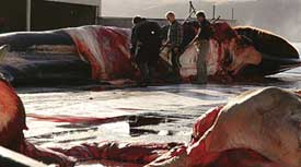 Iceland resumes commercial whaling