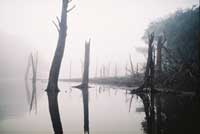 Forests in peril in Amazon rainforests