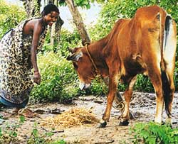 Methane from Indian cattle overestimated