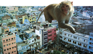 High court order on Delhi`s monkeys gets mixed response
