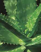 Aloe vera helps cure kala azar