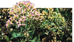 Indian camphorweed can cure amoebiasis  
